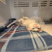 NEBULA, chatte à adopter