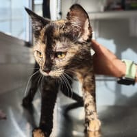 Amarena, chatte à adopter