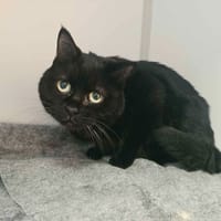 RACHEL, chatte à adopter