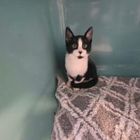 EGO, chat à adopter
