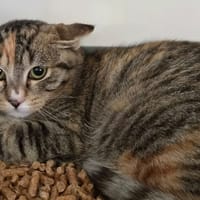 PTICOEUR, chatte à adopter