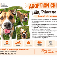 LEïA, chienne à adopter