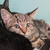 Karadoc [Chaton], chat à adopter