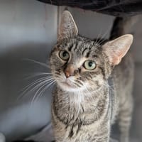 PIVOINE, chatte à adopter