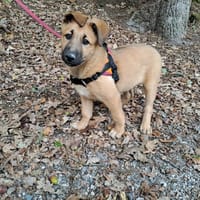 Réservée gargouille, chienne à adopter