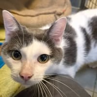 SKYLER, chat à adopter