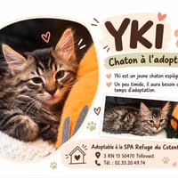YKI, chat à adopter