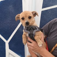 BRIE VAA, chienne à adopter