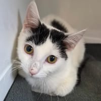 SHIRO, chatte à adopter