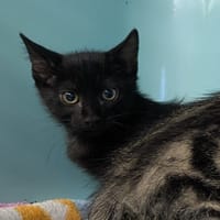 Bagheera [Chaton], chat à adopter