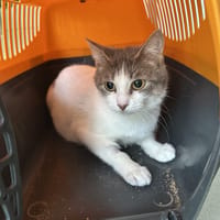 SAZE, chatte à adopter