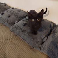 MILO, chat à adopter