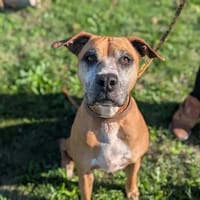 Tess, chienne à adopter