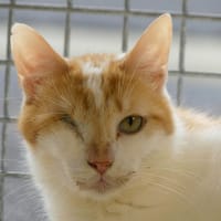 COCHON D'INDE, chat à adopter