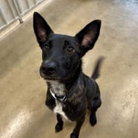 ULTRA, chien à adopter