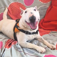 Ruby, chienne à adopter