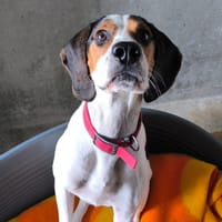 marley, chien à adopter