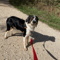 VOYOU PAA24447, chien à adopter