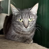 ALYA (réservée), chatte à adopter
