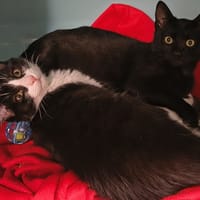 Caramel, chat à adopter
