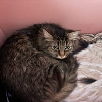 BRIOCHE (réservée), chatte à adopter