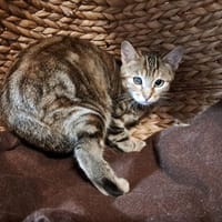 RAVEN, chatte à adopter