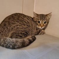 FELIX, chat à adopter