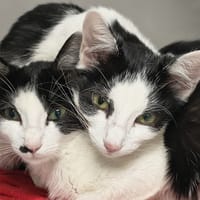 Flam', chatte à adopter