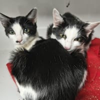 Kuche, chatte à adopter