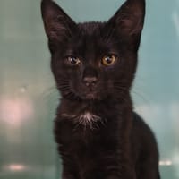 Propo, chat à adopter