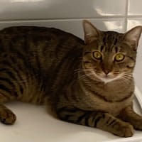 SIMBA, chat à adopter