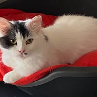 COOKIE, chatte à adopter