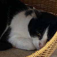 LOKI, chatte à adopter