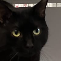 PEPITO, chat à adopter
