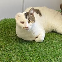 NOA, chatte à adopter