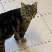 MANGO, chat à adopter