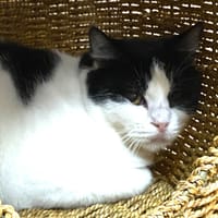 LOU, chatte à adopter
