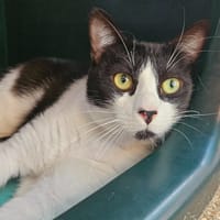 ONYX, chat à adopter