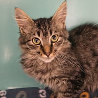 POMME, chat à adopter