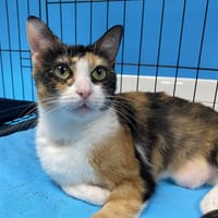 CRYSTALL, chatte à adopter