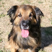 MANGO, chien à adopter