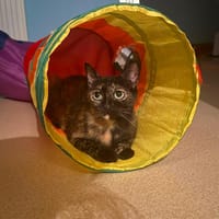 Urania, chatte à adopter