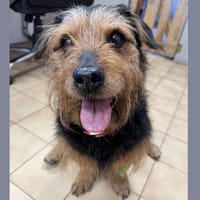 ALBERT HAA24812, chien à adopter