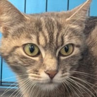 PIPOUNETTE, chatte à adopter