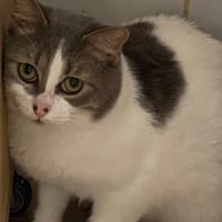 DANY, chat à adopter