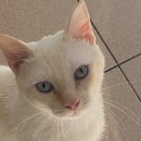 FABRICE, chat à adopter