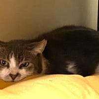 ROGER, chat à adopter