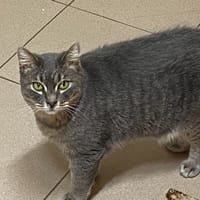 JANET, chatte à adopter