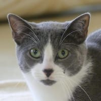OREO, chat à adopter