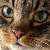 FRANCIS, chat à adopter